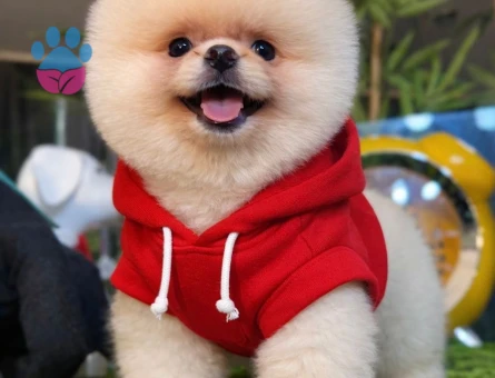 POMERANIAN ÜRETİM ÇİFTLİĞİNDEN - 9083 - Görsel 3
