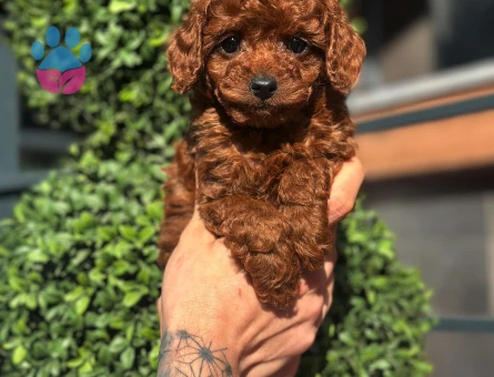 🐾 3,5 aylık Toy Poodle – Yeni yuvasını arıyor - 9084 - Görsel 2