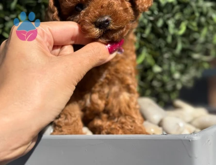 🐾 3,5 aylık Toy Poodle – Yeni yuvasını arıyor - 9084 - Görsel 3