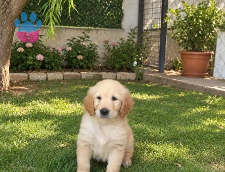 55 günlük golden dişi yavrusu - 9085