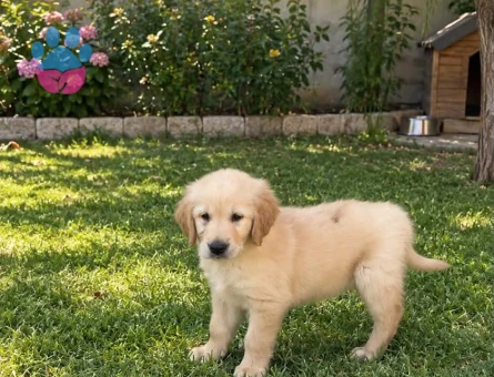 55 günlük golden dişi yavrusu - 9085 - Görsel 3