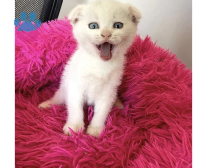 British Shorthair 2 Aylık Yuva Arıyor - 9088 - Görsel 2