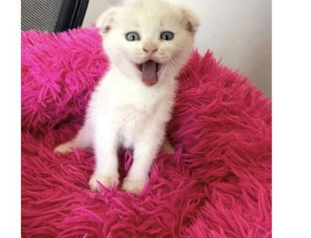 British Shorthair 2 Aylık Yuva Arıyor - 9088