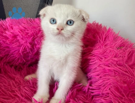 British Shorthair 2 Aylık Yuva Arıyor - 9088 - Görsel 4