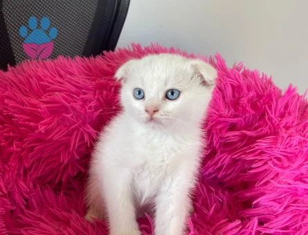 British Shorthair 2 Aylık Yuva Arıyor - 9088 - Görsel 3