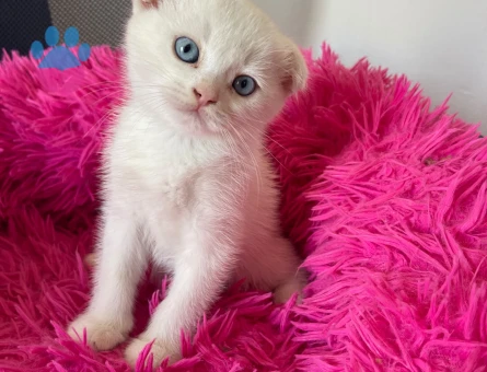 British Shorthair 2 Aylık Yuva Arıyor - 9088 - Görsel 5