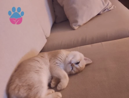 Safkan NY12 Dişi British Shorthair - 9089 - Görsel 2
