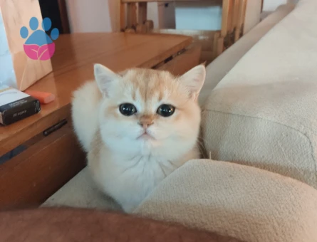 Safkan NY12 Dişi British Shorthair - 9089 - Görsel 3