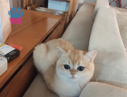 Safkan NY12 Dişi British Shorthair - 9089 - Görsel 5