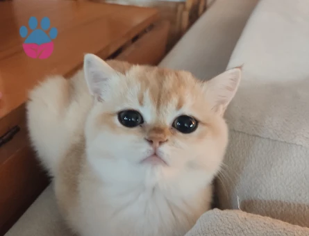 Safkan NY12 Dişi British Shorthair - 9089 - Görsel 4