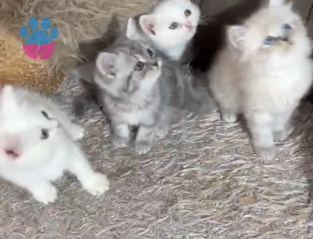 British Shorthair 2 Aylık Erkek - 7169 - Görsel 9