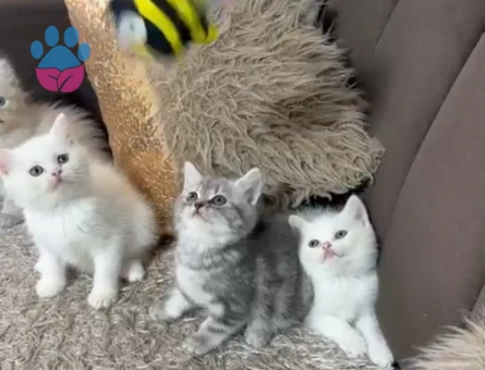 British Shorthair 2 Aylık Erkek - 7169 - Görsel 10