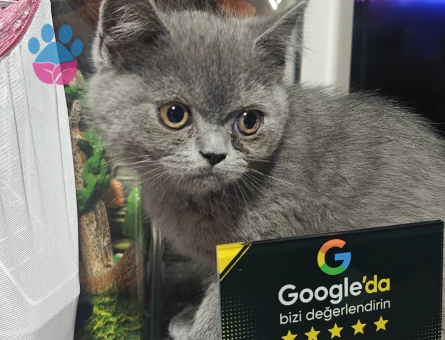 British Shorthair 2 Aylık Erkek - 7169 - Görsel 11