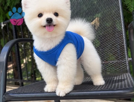 ÇOK ÖZEL POMERANIAN BOO YAVRULARI - 9092