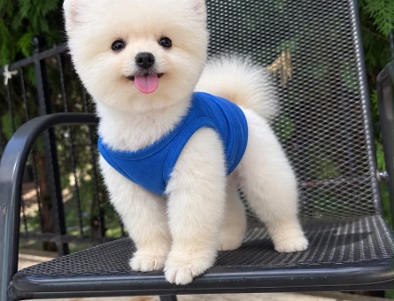 ÇOK ÖZEL POMERANIAN BOO YAVRULARI - 9092