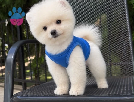 ÇOK ÖZEL POMERANIAN BOO YAVRULARI - 9092 - Görsel 3