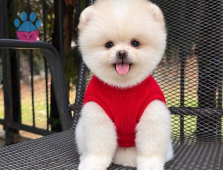 IRKININ EN MÜKEMMELİ POMERANIAN BOO YAVRULARI - 9094 - Görsel 3