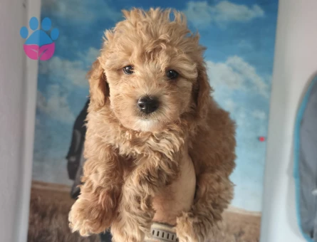 Bal küpü maltipoo - 9095