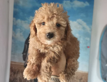 Bal küpü maltipoo - 9095