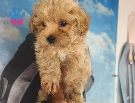 Bal küpü maltipoo - 9095 - Görsel 3