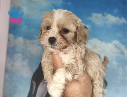 Bal küpü maltipoo - 9095 - Görsel 4
