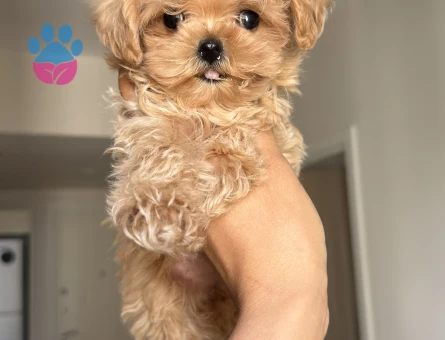 MUHTEŞEM SURATLI MALTİPOO BEBEKLER - 9099 - Görsel 4
