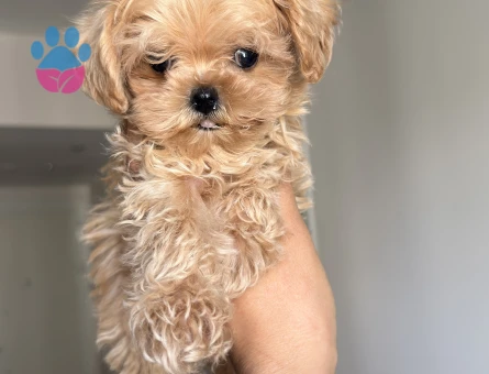 MUHTEŞEM SURATLI MALTİPOO BEBEKLER - 9099