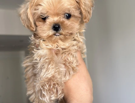 MUHTEŞEM SURATLI MALTİPOO BEBEKLER - 9099