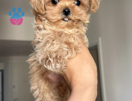 MUHTEŞEM SURATLI MALTİPOO BEBEKLER - 9099 - Görsel 3