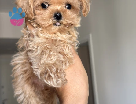 MUHTEŞEM SURATLI MALTİPOO BEBEKLER - 9099 - Görsel 5