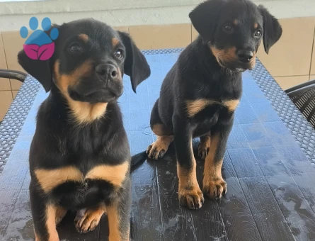 Koca Kafa Rottweiler - 9100 - Görsel 4