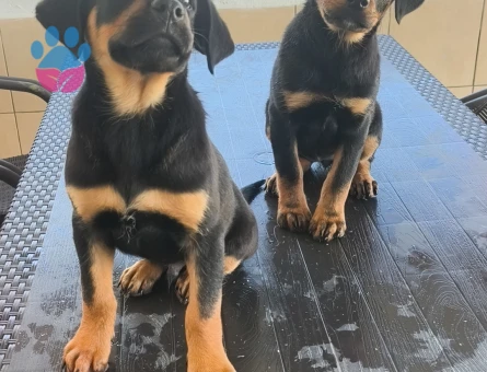 Koca Kafa Rottweiler - 9100 - Görsel 3