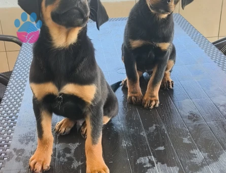 Koca Kafa Rottweiler - 9100 - Görsel 2