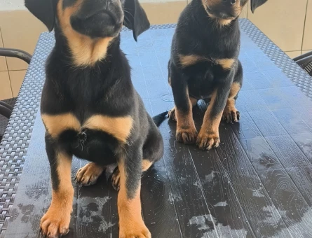 Koca Kafa Rottweiler - 9100