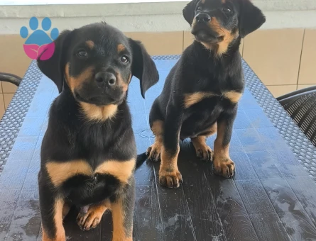 Koca Kafa Rottweiler - 9100 - Görsel 5