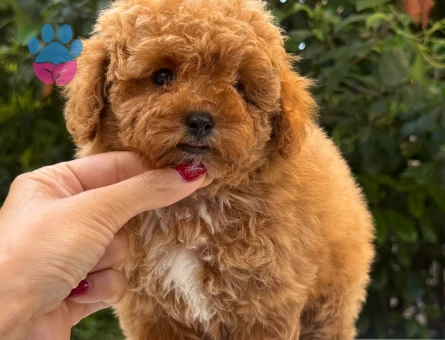 EN ÖZEL MALTİPOO YAVRULARI - 9101 - Görsel 3