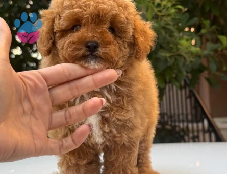 EN ÖZEL MALTİPOO YAVRULARI - 9101