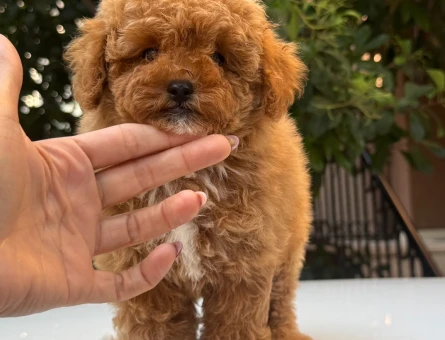 EN ÖZEL MALTİPOO YAVRULARI - 9101