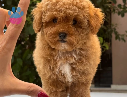 EN ÖZEL MALTİPOO YAVRULARI - 9101 - Görsel 4