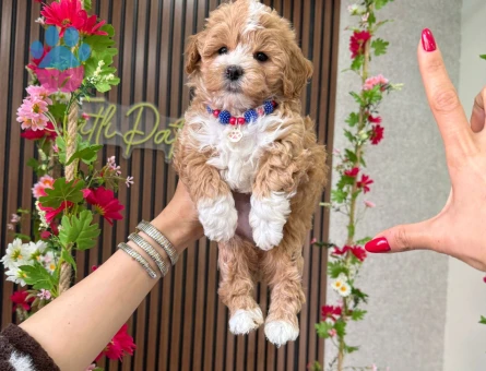 TR EN GÜZEL KORE MALTİPOO YAVRULARI - 9102 - Görsel 3