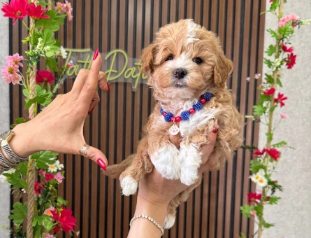 TR EN GÜZEL KORE MALTİPOO YAVRULARI - 9102