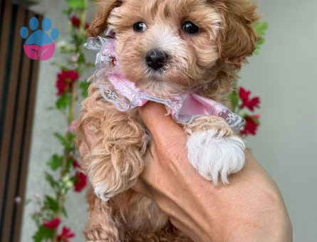 TR EN GÜZEL KORE MALTİPOO YAVRULARI - 9102 - Görsel 4