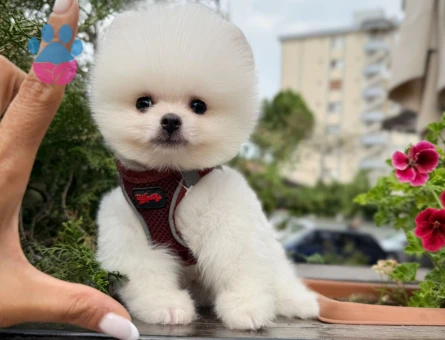 SAFKAN BOO POMERANIAN ORGİNAL SURAT SAĞLIK GARANTİLŞ - 9104