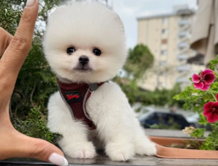 SAFKAN BOO POMERANIAN ORGİNAL SURAT SAĞLIK GARANTİLŞ - 9104