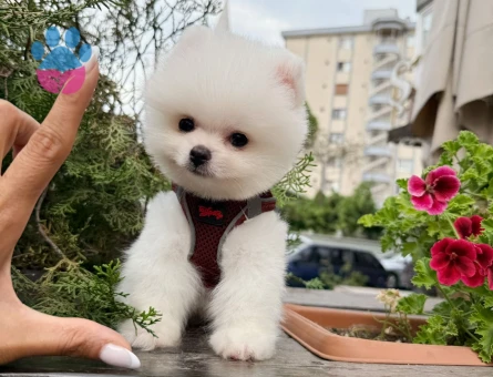 SAFKAN BOO POMERANIAN ORGİNAL SURAT SAĞLIK GARANTİLŞ - 9104 - Görsel 3