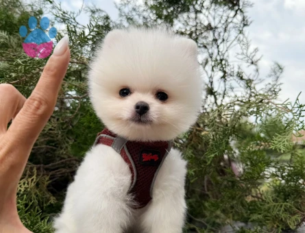 SAFKAN BOO POMERANIAN ORGİNAL SURAT SAĞLIK GARANTİLŞ - 9104 - Görsel 4
