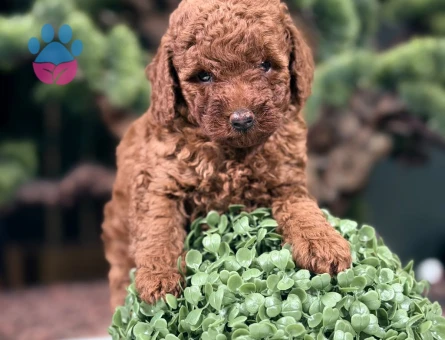 2 Aylık Toy Poodle Dişi ve Erkek Yavrular - 9108