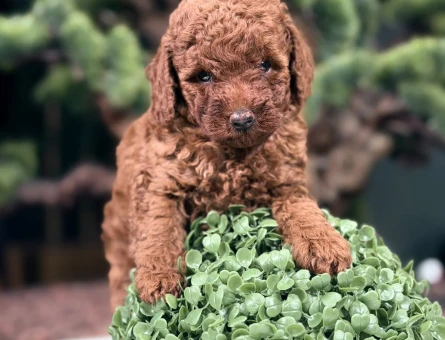 2 Aylık Toy Poodle Dişi ve Erkek Yavrular - 9108