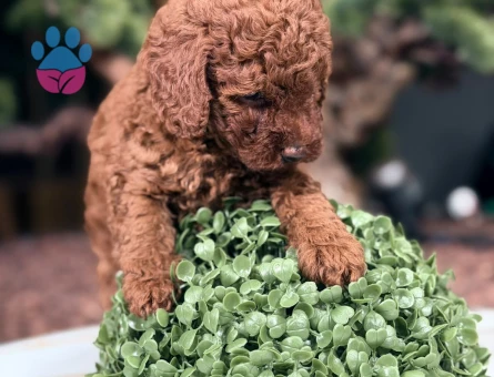 2 Aylık Toy Poodle Dişi ve Erkek Yavrular - 9108 - Görsel 3