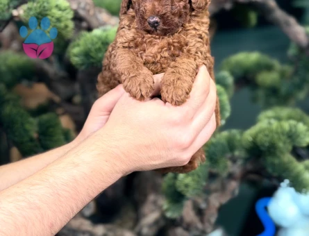 Safkan Toy Poodle Bebekler - 9111 - Görsel 2